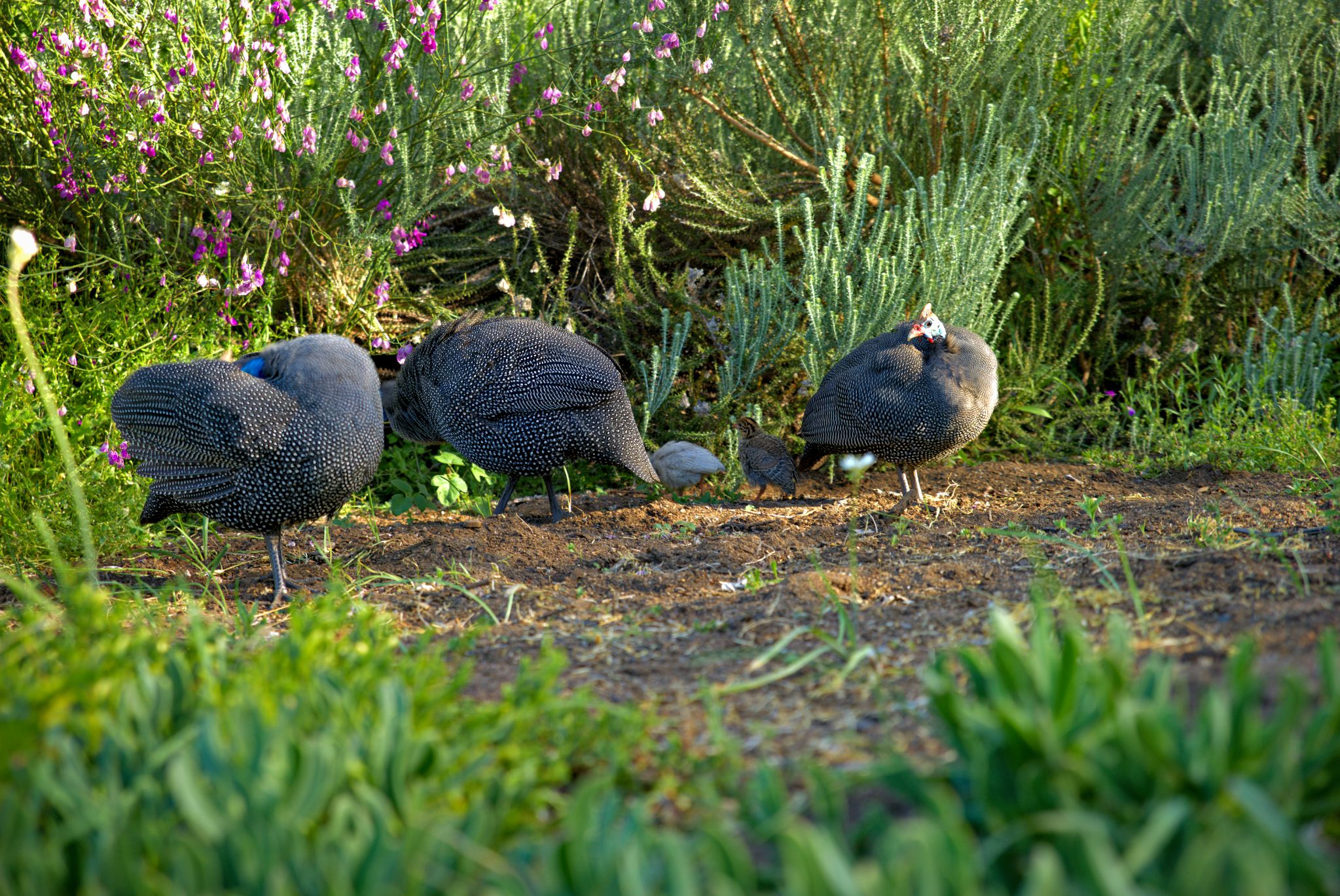 Botanischer Garten Kirstenbosch: Helmperlhühner (Numida meleagris)